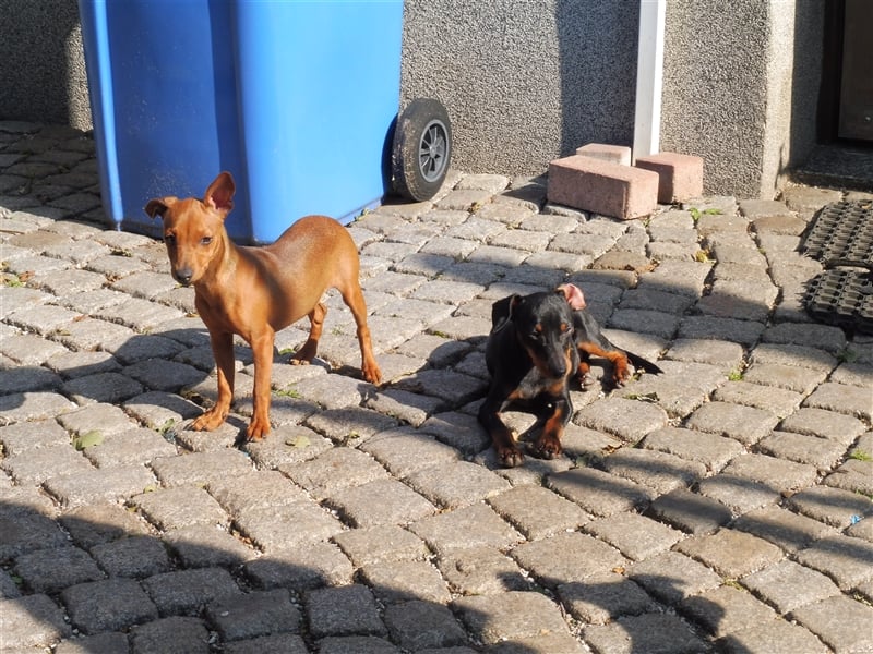 zwergpinscher welpen zu verkaufen