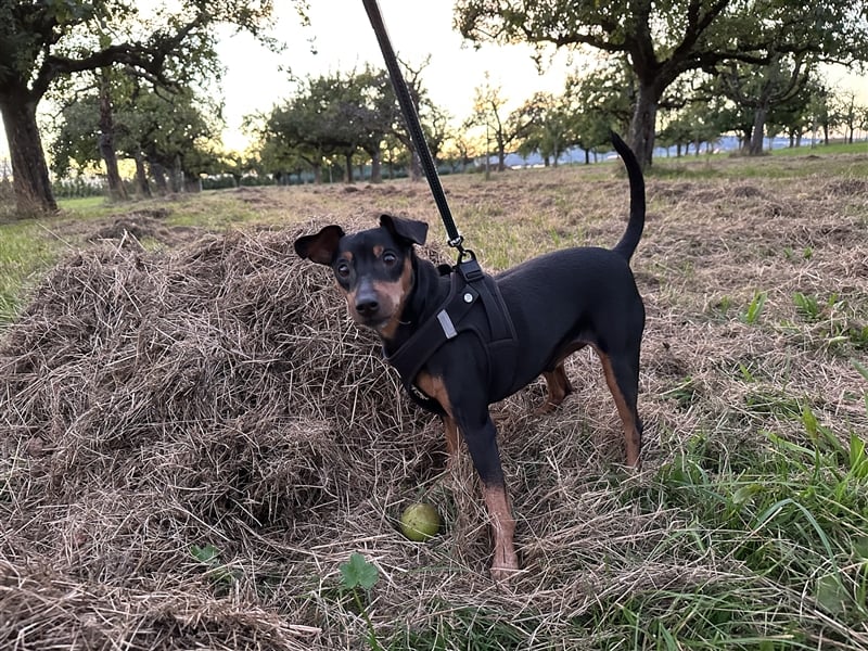 Zwergpinscher mit Charakter sucht erfahrenes Zuhause