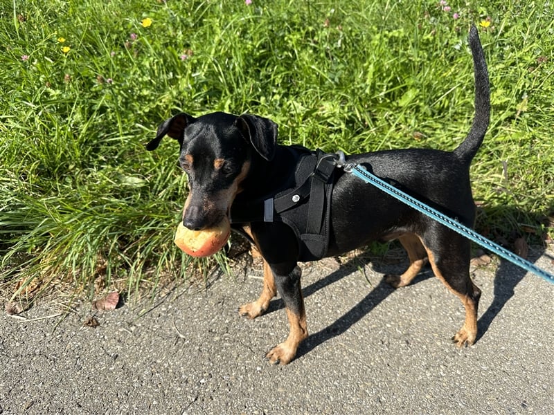 Zwergpinscher mit Charakter sucht erfahrenes Zuhause