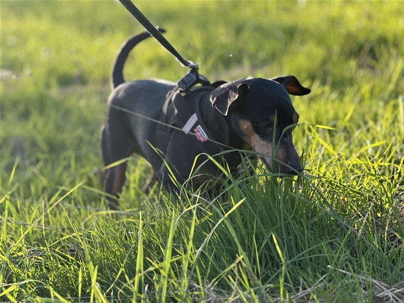 Zwergpinscher mit Charakter sucht erfahrenes Zuhause