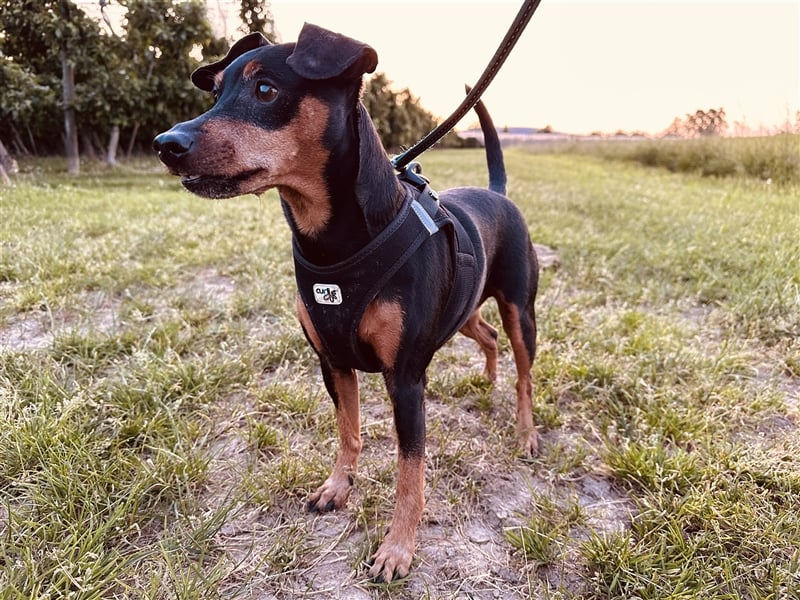 Zwergpinscher mit Charakter sucht erfahrenes Zuhause