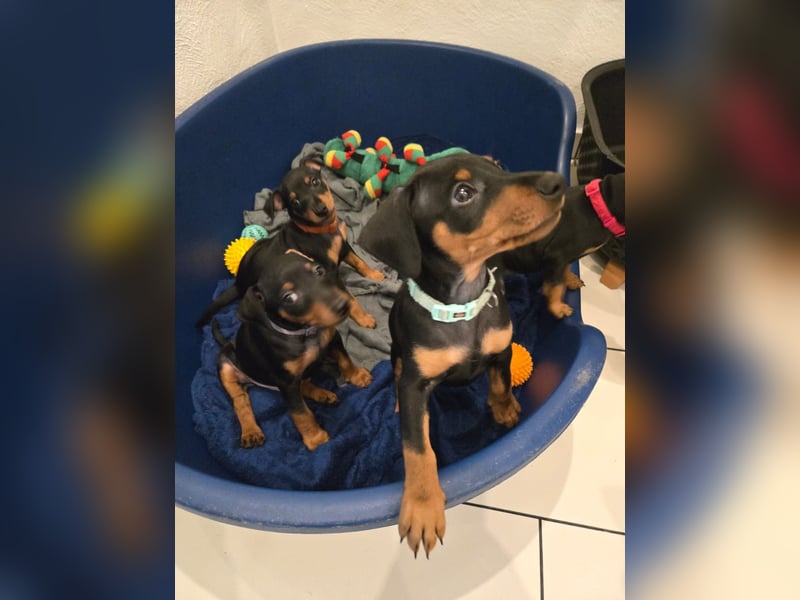 Zwergpinscher Welpen