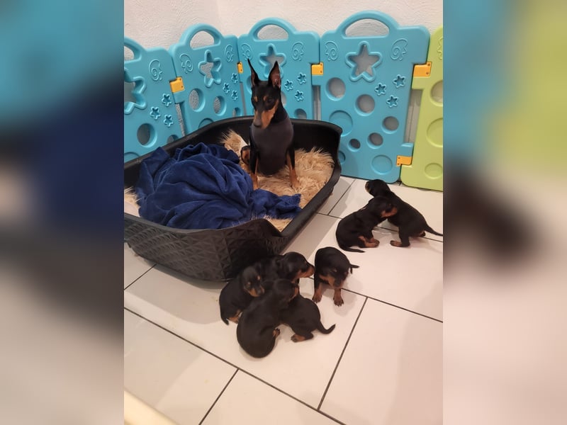 Zwergpinscher Welpen