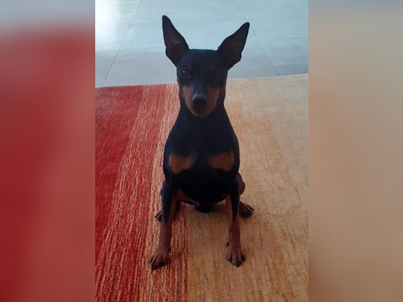 Zwergpinscher Welpen