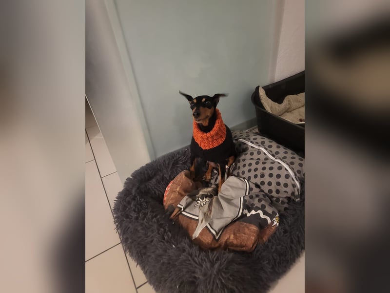 Zwergpinscher Welpen