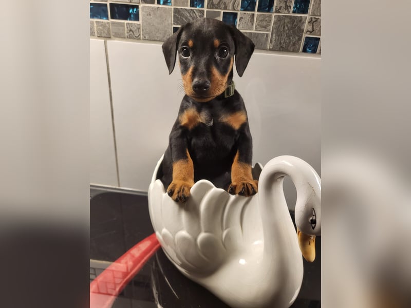 Zwergpinscher Welpen