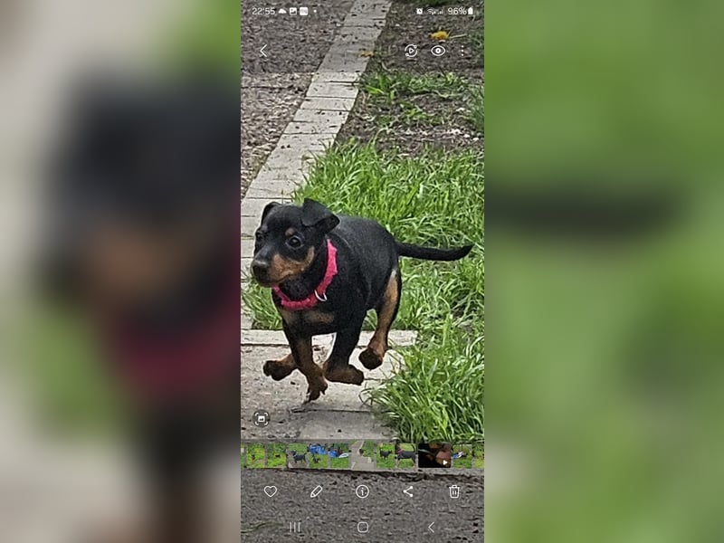Zwergpinscher Welpe