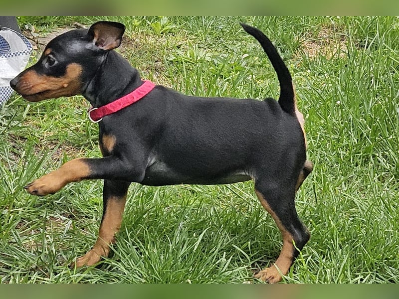 Zwergpinscher Welpe