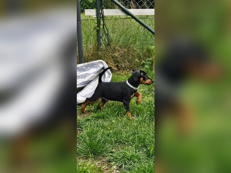 Zwergpinscher Welpe