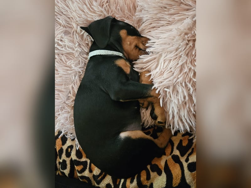 Zwergpinscher Welpe