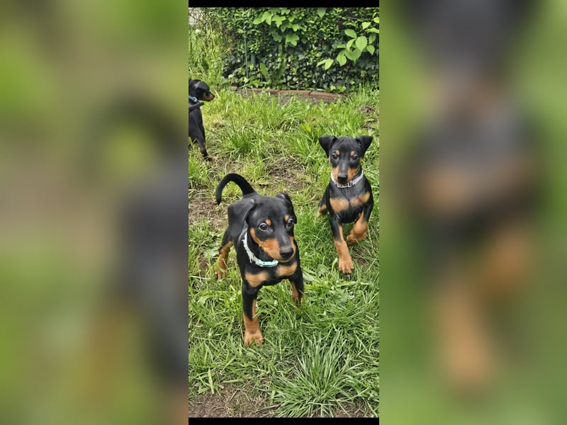 Zwergpinscher Welpe
