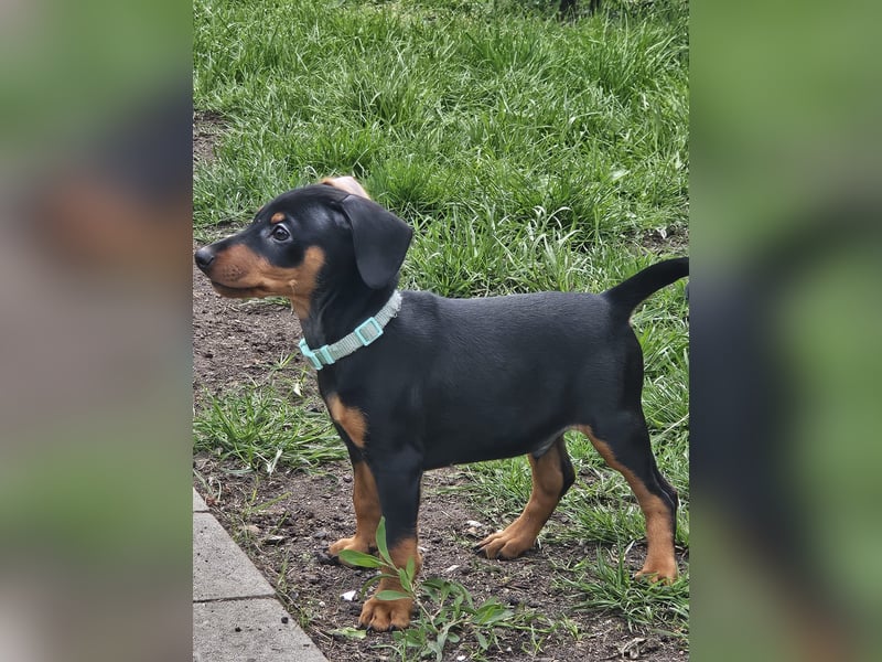 Zwergpinscher Welpe