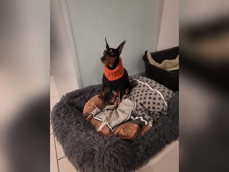 Zwergpinscher Welpe