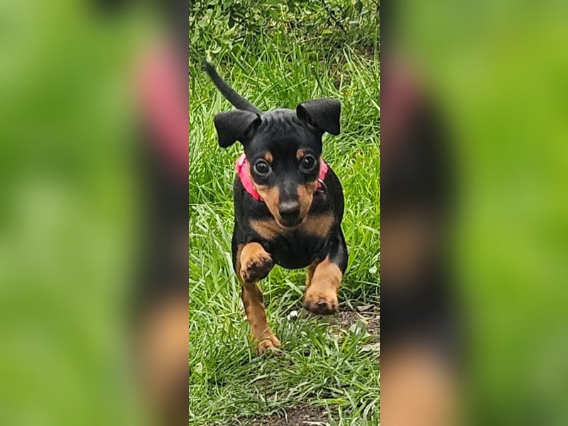 Zwergpinscher Welpe