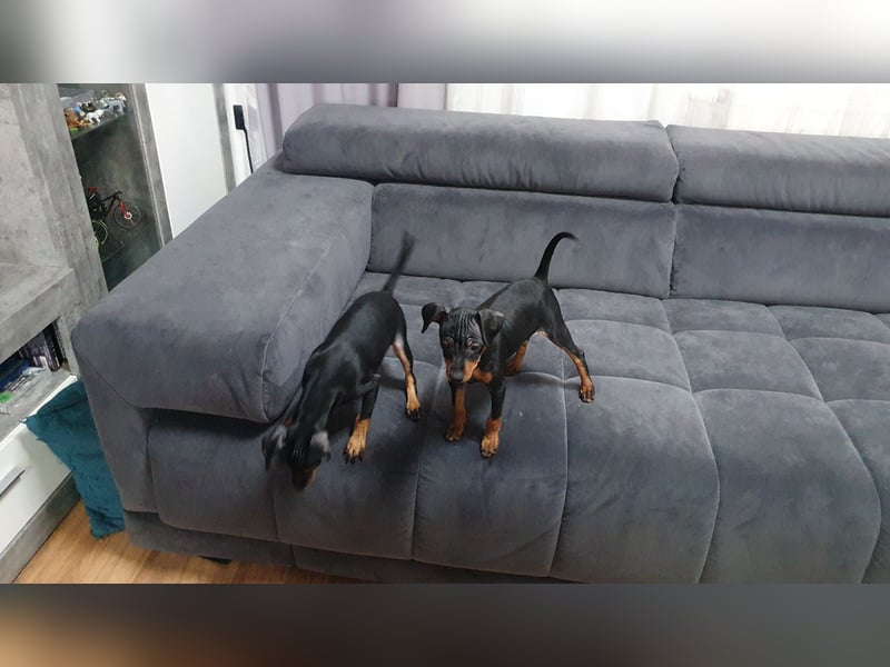 2 Wunderschöne Zwergpinscherwelpen ( Rüden)suchen ein liebevolles Zuhause