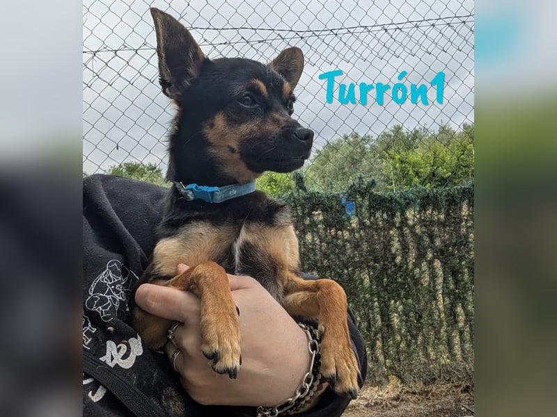 Turrón1 11/2023 (ESP) - sympathischer und aufgeschlossener, kleiner Pinscher-Mix!