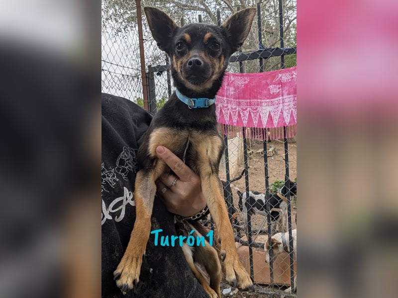 Turrón1 11/2023 (ESP) - sympathischer und aufgeschlossener, kleiner Pinscher-Mix!