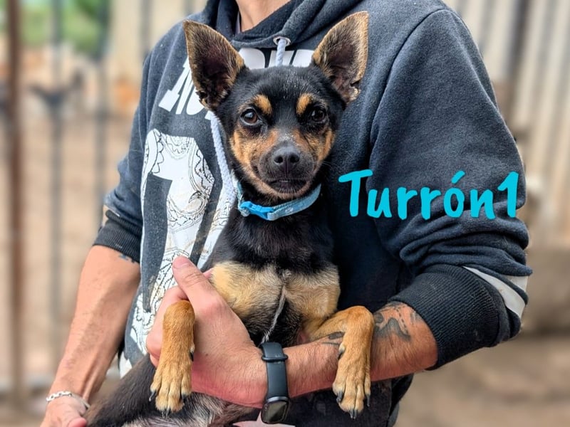 Turrón1 11/2023 (ESP) - sympathischer und aufgeschlossener, kleiner Pinscher-Mix!