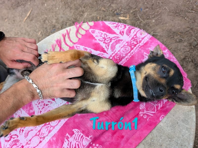 Turrón1 11/2023 (ESP) - sympathischer und aufgeschlossener, kleiner Pinscher-Mix!