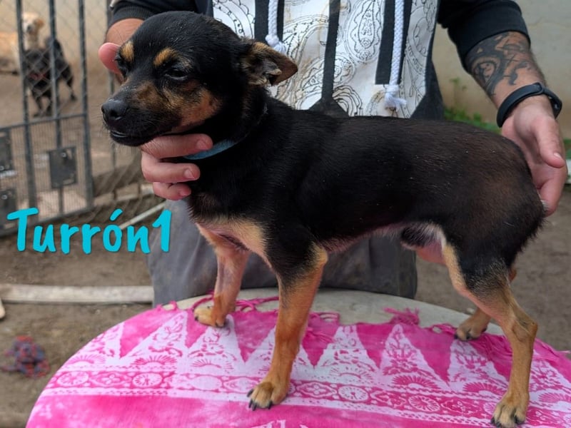 Turrón1 11/2023 (ESP) - sympathischer und aufgeschlossener, kleiner Pinscher-Mix!