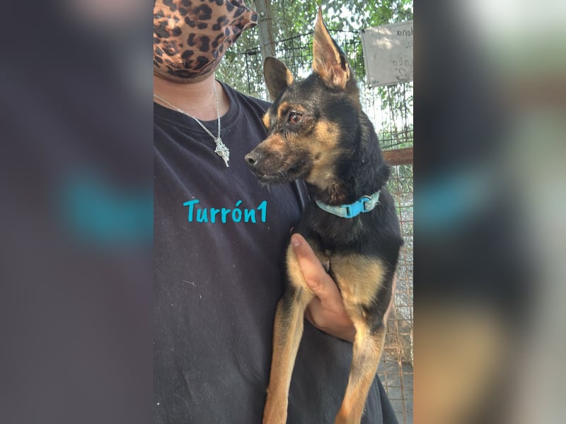Turrón1 11/2023 (ESP) - sympathischer und aufgeschlossener, kleiner Pinscher-Mix!