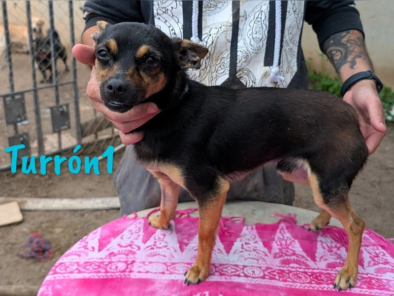 Turrón1 11/2023 (ESP) - sympathischer und aufgeschlossener, kleiner Pinscher-Mix!