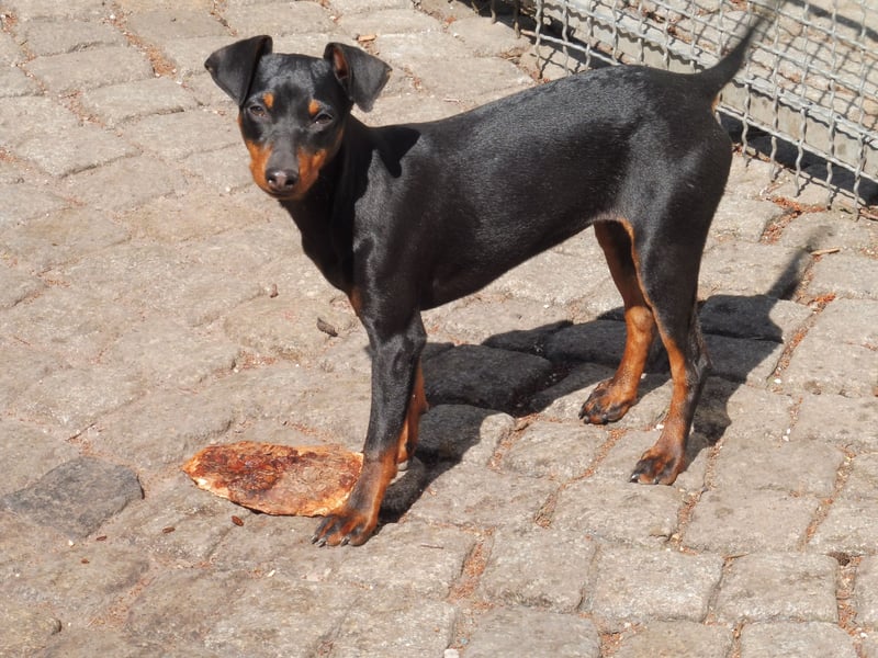 zwergpinscher welpen zu verkaufen