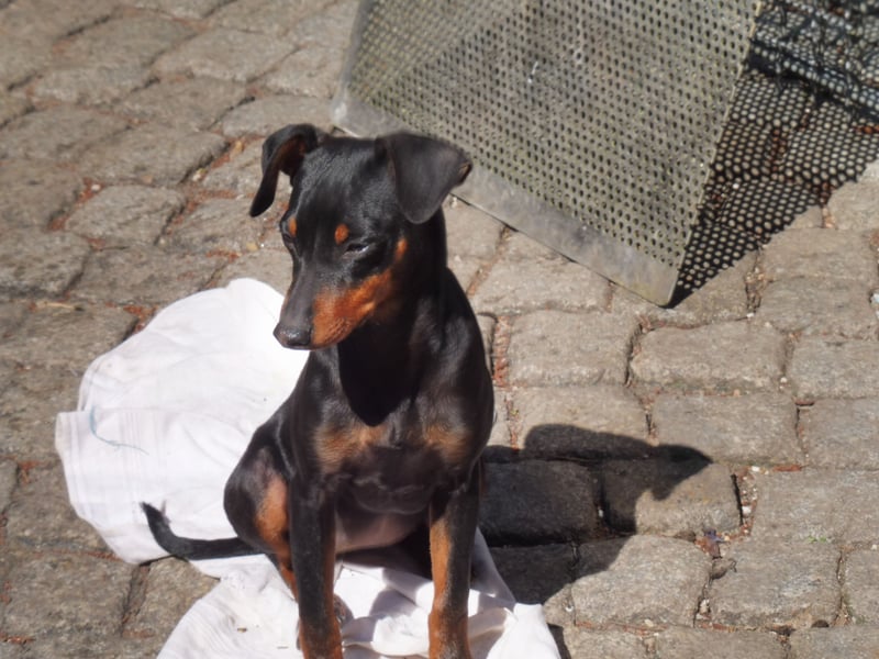 zwergpinscher welpen zu verkaufen