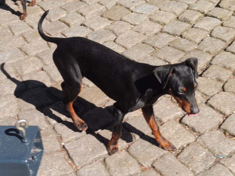zwergpinscher welpen zu verkaufen