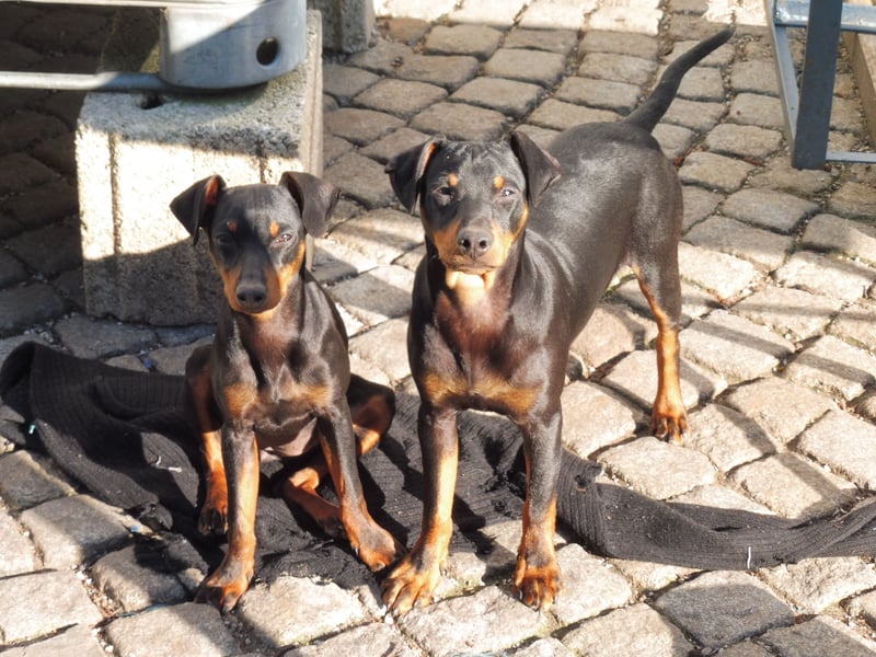 zwergpinscher welpen zu verkaufen