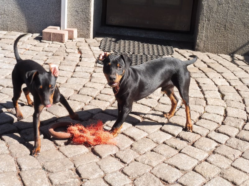 zwergpinscher welpen zu verkaufen