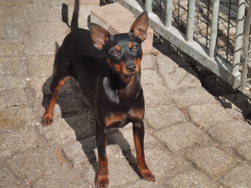 zwergpinscher welpen zu verkaufen
