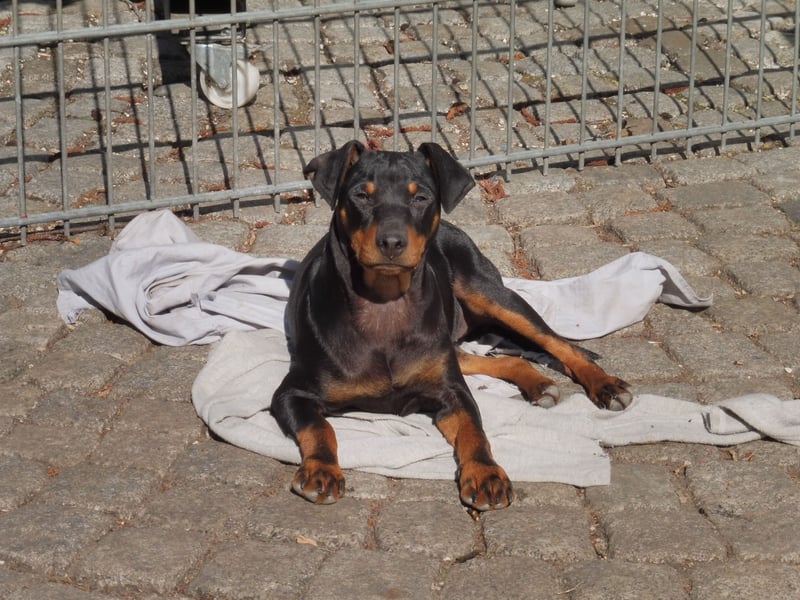 zwergpinscher welpen zu verkaufen
