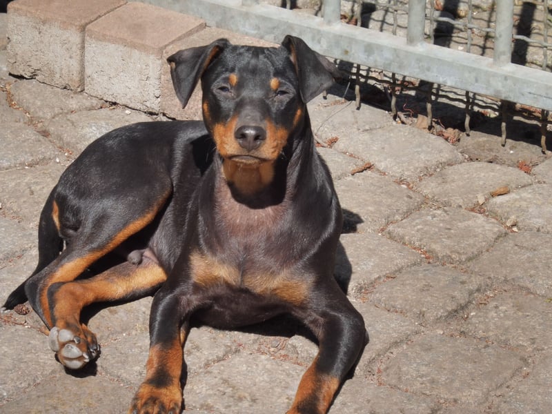 zwergpinscher welpen zu verkaufen