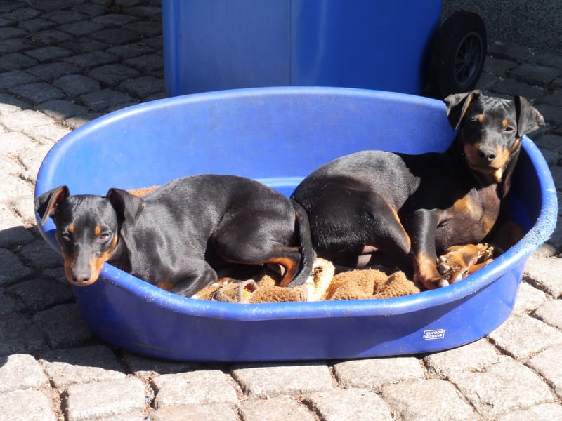 zwergpinscher welpen zu verkaufen