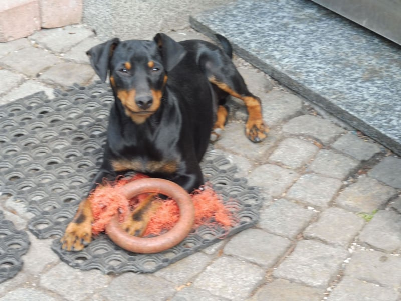zwergpinscher zu verkaufen