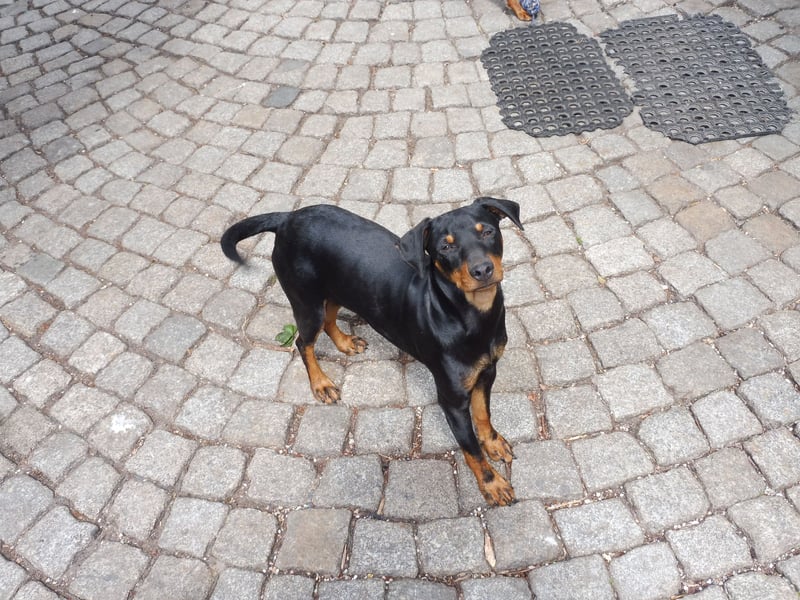 zwergpinscher zu verkaufen