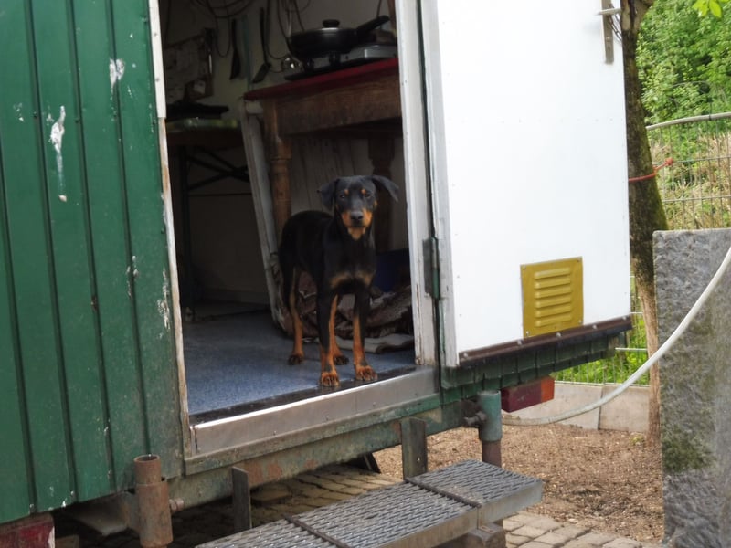 zwergpinscher zu verkaufen
