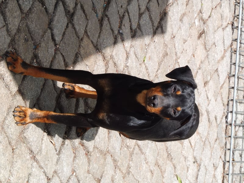 zwergpinscher zu verkaufen