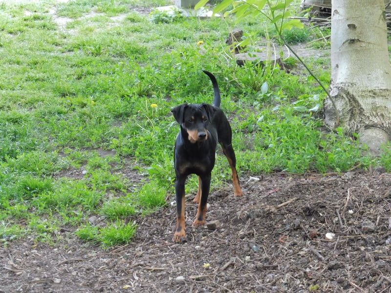 zwergpinscher zu verkaufen