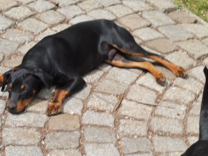 zwergpinscher zu verkaufen