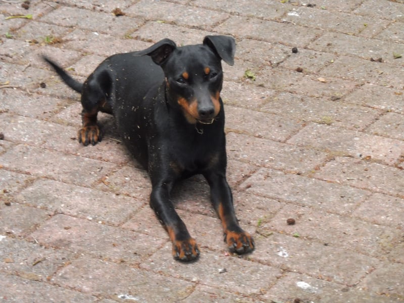 zwergpinscher zu verkaufen