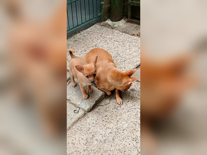 Chihuahua/ Pomeranian/Zwergpinscher Mischlings Welpe