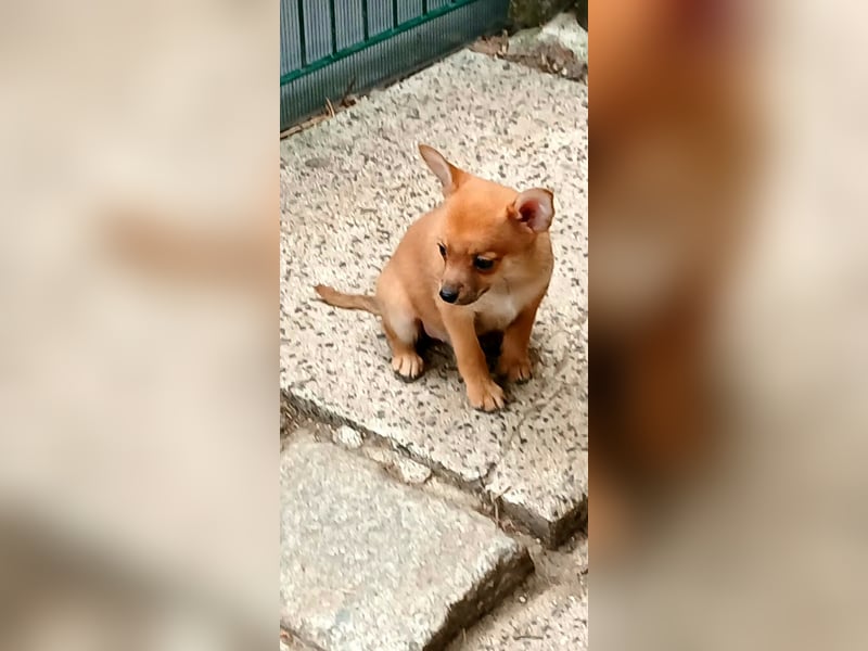 Chihuahua/ Pomeranian/Zwergpinscher Mischlings Welpe