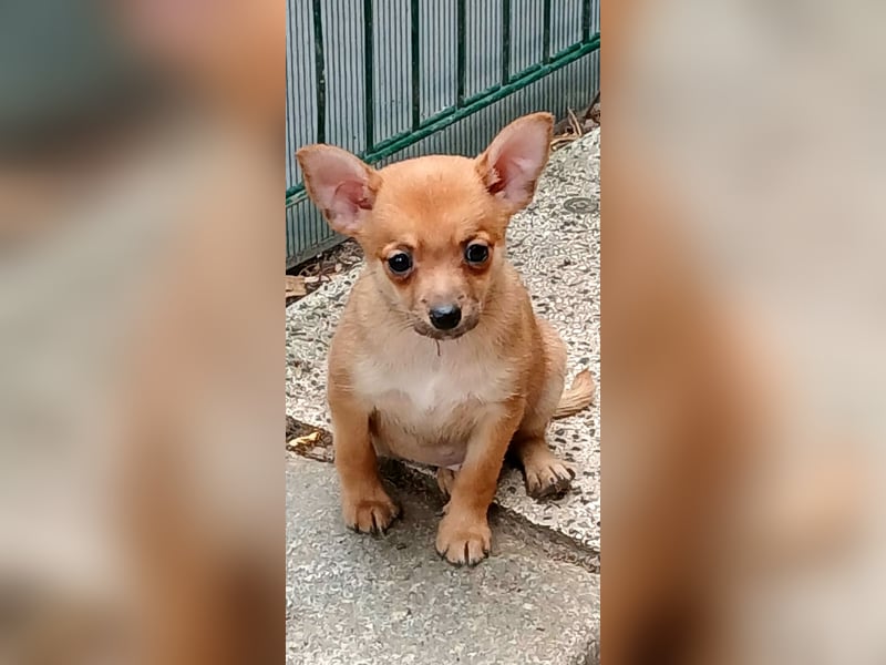 Chihuahua/ Pomeranian/Zwergpinscher Mischlings Welpe