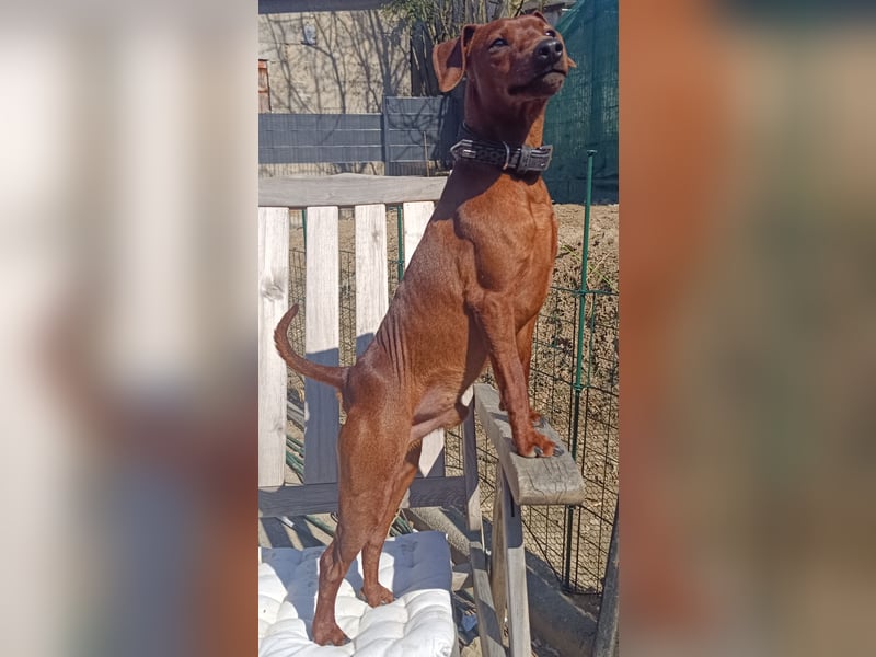 Deckrüde Zwergpinscher Stammbaum