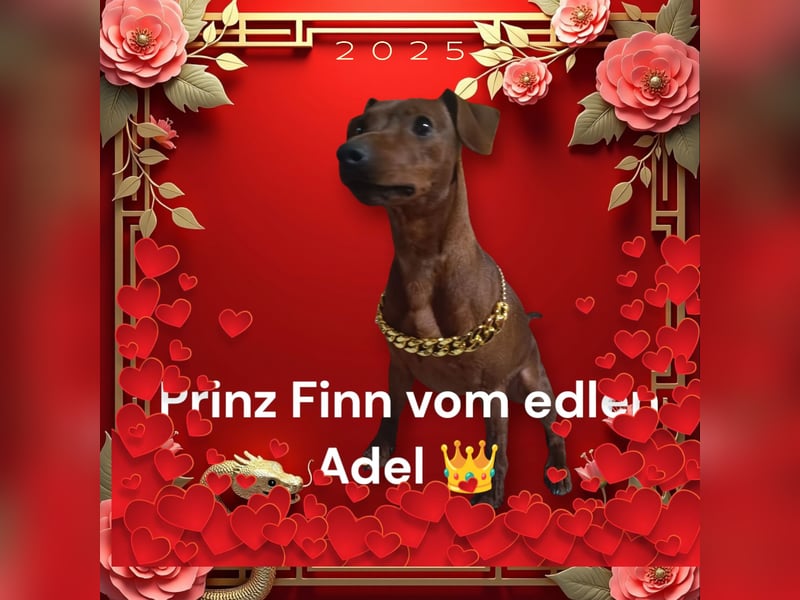 Deckrüde Zwergpinscher Stammbaum