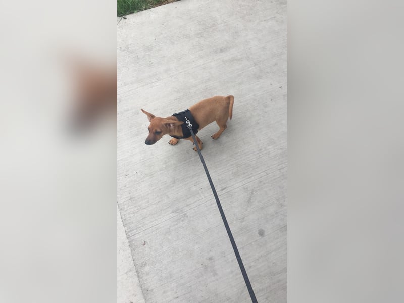 Zwergpinscher sucht neues Zuhause