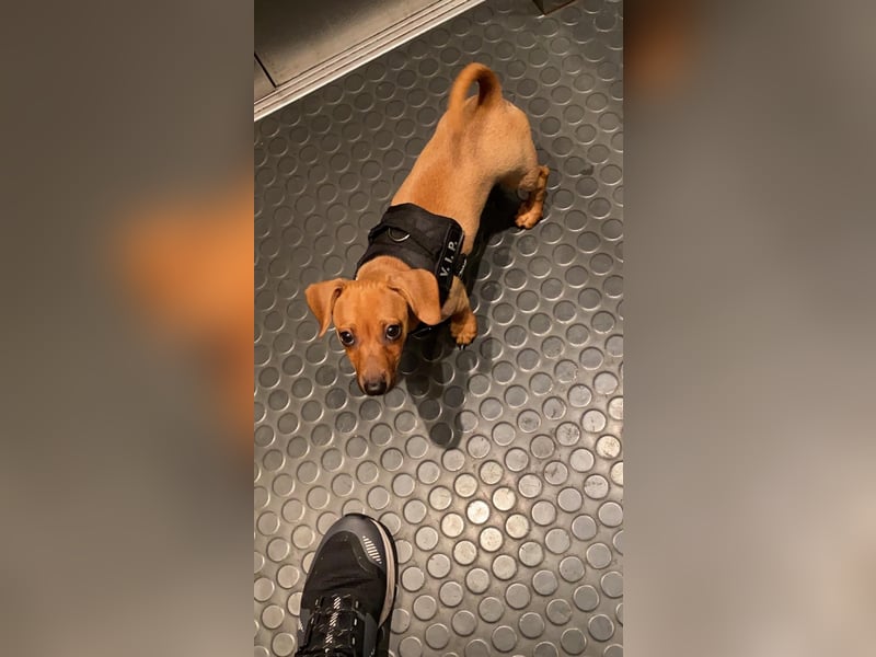 Zwergpinscher sucht neues Zuhause