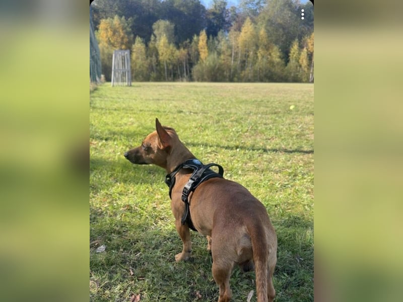 Zwergpinscher sucht neues Zuhause